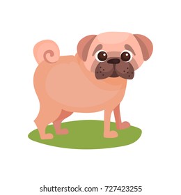 Pug dog, purebred pet animal standing on green grass colorful vector Illustration