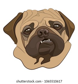 Pug dog showing teeth. Portrait, dog head, template, icon. Vector illustration.