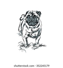 pug, dog, sketch, engraving