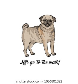  Pug Dog sketch. Hand drawn  illustration