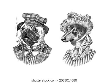 Pug Dog smokes a cigar in a tweed suit. Dachshund Lady or madam. Fashion Animal character in clothes. Hand drawn sketch. Vector engraved illustration for label, logo and T-shirts or tattoo.