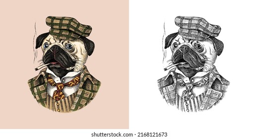 Perro Pug fuma un cigarro con un traje de baño. Moda Caracter animal en ropa. Esbozo dibujado a mano. Ilustración grabada de vectores para etiqueta, logotipo y camisetas o tatuaje.