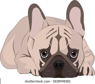 Pug the Dog -  Vector Illustration 