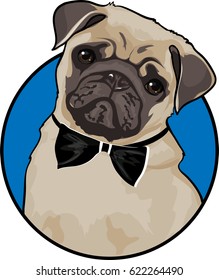 Pug, dog, vector illustration