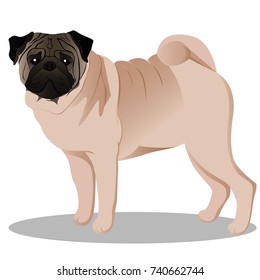 Pug dog vector illustration