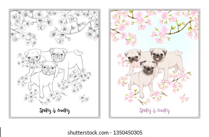 Pug dogs with blooming sakura spring flowers. Vector illustration. Outline hand drawing. Coloring page for the adult coloring book with colored sample. 