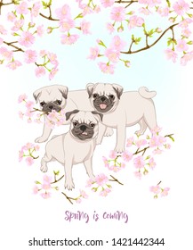 Pug dogs with blooming sakura spring flowers. Vector illustration. 