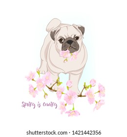 Pug dogs with blooming sakura spring flowers. Vector illustration. 