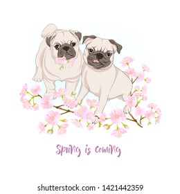 Pug dogs with blooming sakura spring flowers. Vector illustration. 