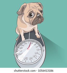 Pug Dogs Weigh 