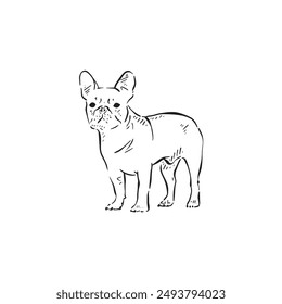 A pug drawn in black and white facing front. A cute illustration drawn by hand in a sketch style as a vector.