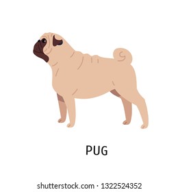 Pug or Dutch mastiff. Adorable funny purebred companion or toy dog isolated on white background. Gorgeous charming small domestic animal or pet. Colorful vector illustration in flat cartoon style.