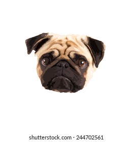 Pug Face Vector