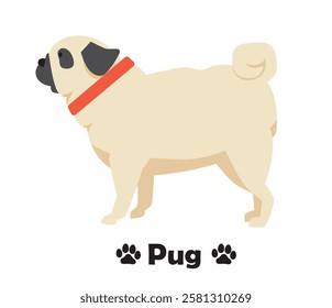 Pug flat design, simple illustration of a dog looking sideways