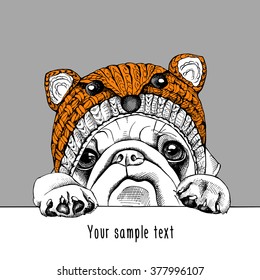 Pug in a fox muzzle hat. Vector illustration.