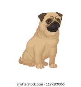 Pug with funny muzzle sitting isolated on white background. Dog with beige coat, brown ears and shiny eyes. Flat vector icon
