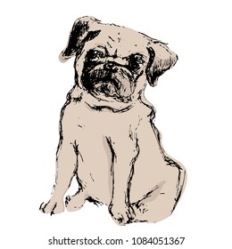 Pug hand draw vector illustration