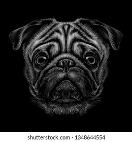 Pug. Hand-drawn, black and white graphic portrait of a pug breed dog.