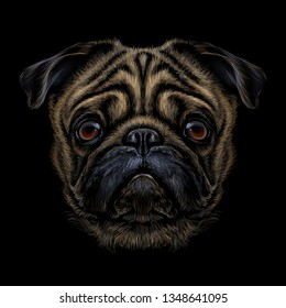 Pug. Hand-drawn, color graphic portrait of a pug breed dog on a black background.