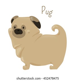 Pug isolated on white. Breed of dog with a wrinkly, short-muzzled face and curled tail. Fine, glossy coat fawn or black. Part of series of cartoon puppy species. Child fun pattern icon. Vector