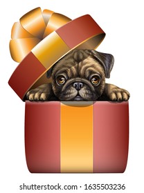 A pug looks out of a gift box. Wall sticker. Artistic, color image of a pug dog sitting and looking out of a red gift box on a white background.