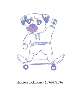 Pug on the skate. hand draw