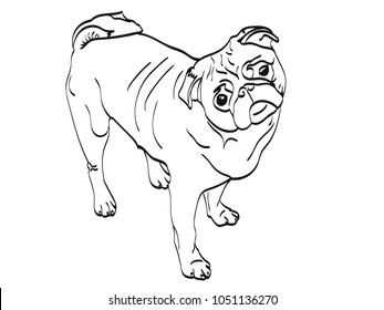 A pug outline, vector drawn looking up 