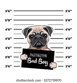 Pug prisoner. Arrest photo. Police placard, Police mugshot, lineup. Police department banner. Dog criminal. Pug offender Vector illustration