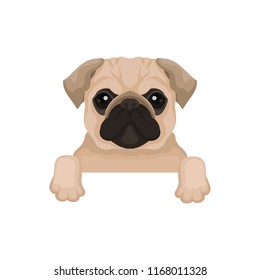 Pug puppy with cute muzzle hanging on invisible fence. Domestic animal. Small home dog. Flat vector for advertising poster or banner