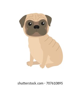 Pug Puppy dog