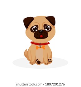 Pug puppy. Isolated purebred pug dog puppy icon. Cute doggy pet animal cartoon character with collar sitting and looking