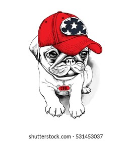 Pug puppy in a red cap with a charm bone. Vector illustration.