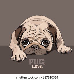 Pug Puppy repose. Vector illustration.