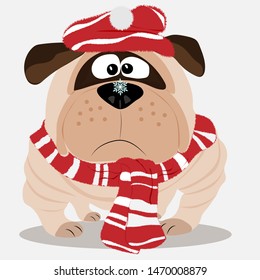 Pug in a scarf and hat saw a snowflake. Vector art