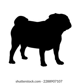 Pug silhouette. Pet. Animal. Vector isolated. Dog breed