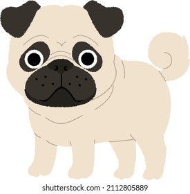 Pug. Un perro pequeño de una raza antigua que se originó en China, con nariz sonriente, cara arrugada, cuerpo escabroso, pelo liso corto y cola rizada.