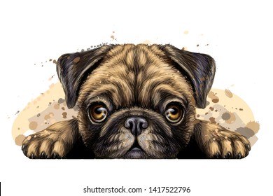 Pug. Sticker on the wall in the form of a artistic, graphic, hand-drawn color portrait of the head of a pug breed dog on a white background with splashes of watercolor.
