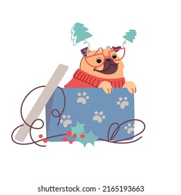 A pug that climbs out of a holiday box, a Christmas present. Cute New Year's dog in cartoon style on a white background. Vector illustration
