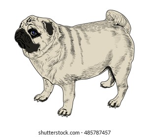 Pug. vector