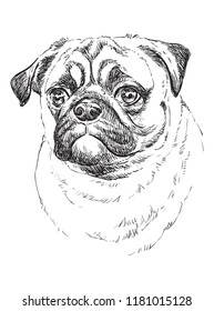 Pug vector hand drawing illustration in black color isolated on white background