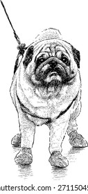 pug for a walk