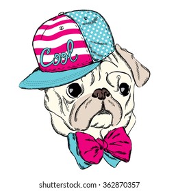 Pug wearing a cap and a tie. Vector illustration for greeting card, poster, or print on clothes.