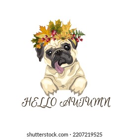 Pug in a wreath of autumn leaves. Isolate on a white background. Vector illustration. Element for poster, flyer, postcard.