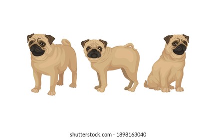 Pug with Wrinkly, Short-muzzled Face and Curled Tail Vector Set