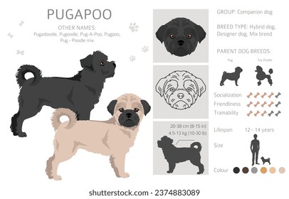 Pugapoo clipart. Pug Poodle mix. Different coat colors set.  Vector illustration