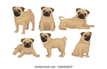 Pug-dog Puppy in Different Poses Vector Set