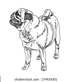 Pug-Dutch mastiff Dog. hand drawn. Vector illustration