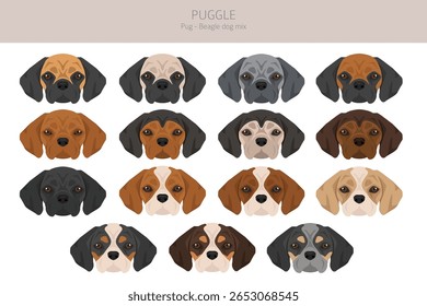 Puxe clipart. Mistura de beagle. Diferentes cores de casaco definido.  Ilustração vetorial