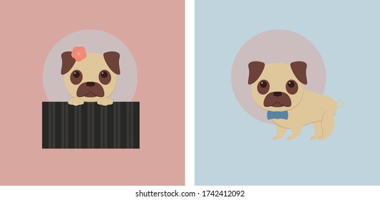 Pugs girl and boy on a p background