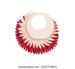 Pulasan tropical exótico fruto. Fruta cortada pela metade. Ilustração à mão desenhada por vetor, isolada sobre fundo branco.